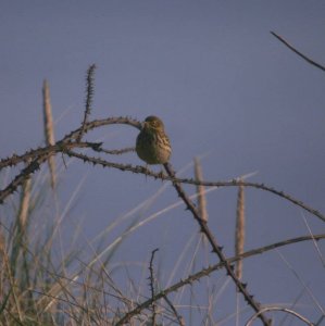 Bit Late For Tree Pipit??