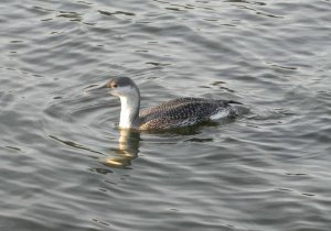 Red-throated Diver