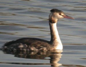 Great Crested Grebe