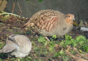 Grey Partridge