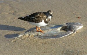 Turnstone on organic surfboard