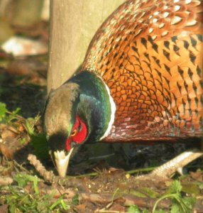 Pheasant