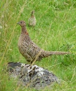 Female Pheasant