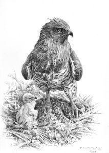 Short toed eagle at nest