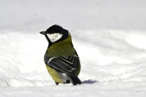 Birds in snow - 1