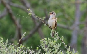 Great Reed Warbler