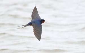 Barn Swallow