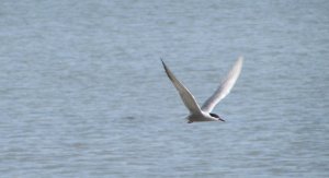 common tern 2.jpg