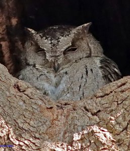 Indian scops owl