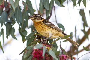 Black Headed Grosbeak