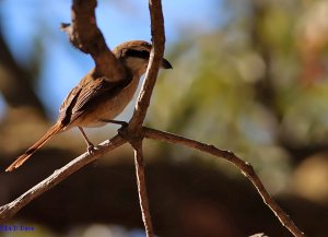 Red tailed shrike