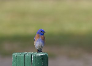 Western Bluebird