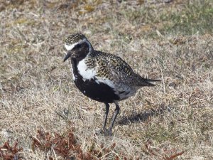 Golden Plover