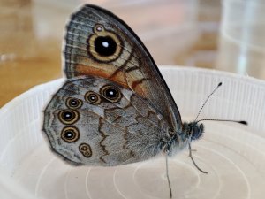 Large Wall Brown