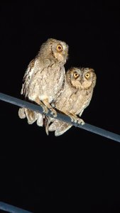 Mantanani Scops Owl