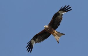 Red kite