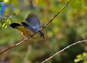 Green Munia