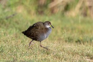 Brown Crake