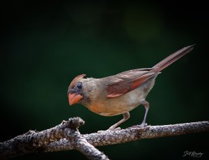 Female Cardinal