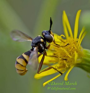 Conops quadrifasciatus