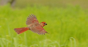 Northern Cardinal (1st yr male)