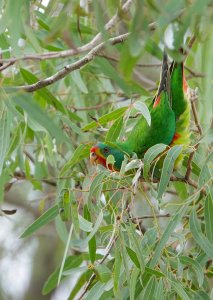 DSC07588 Swift Parrot @ Mt Annan bf.jpg