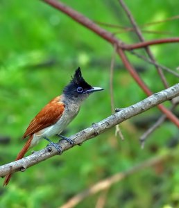 Indian paradise flycatcher