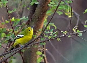 Common Iora