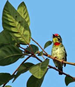 Coppersmith barbet