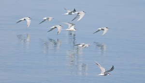 Terns and reflections.......Common tern