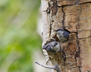 Pygmy Nuthatch