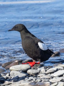 Black Guillemot