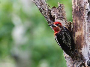 Red Breasted Sapsucker