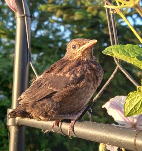 Blackbird fledgling in my garden.