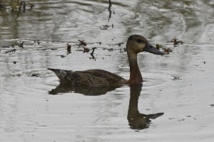 Juvenile White-faced Whistling-Duck