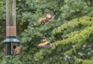 European Goldfinches