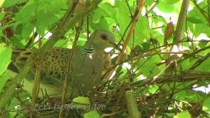 Nest and chicks of Turtle dove (Streptopelia turtur)