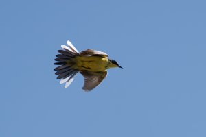 Male yellow wagtail in flight