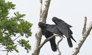 Preening partners.....Common raven