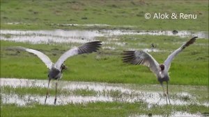 Dancing Cranes of Bharatpur : Amazing Widlife of India by Renu Tewari and Alok Tewari
