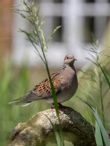 Turtle Dove (2).jpg