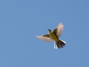 Male yellow wagtail in flight