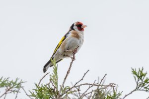 European Goldfinch On Top Of A Tree