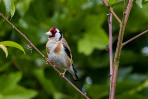 European Goldfinch On A Branch