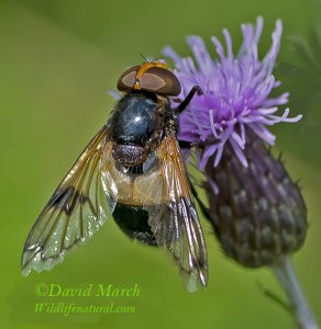 Volucella pellucens (Hoverfly)