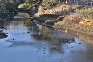 Egrets at Cheney Creek