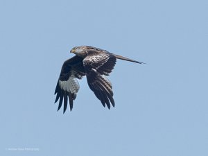 Red Kite