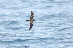 Markham's Storm-Petrel