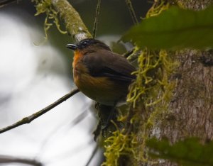 White-bellied Robin Chat