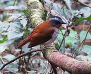 Red-throated Alethe